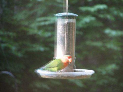 parrot on feeder.jpg